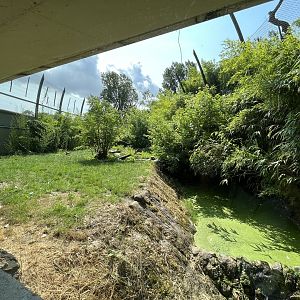 Asia- Sumatran tiger enclosure 13.7.23