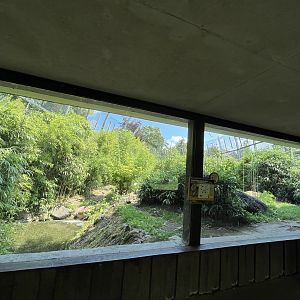 Asia- Sumatran tiger enclosure 13.7.23