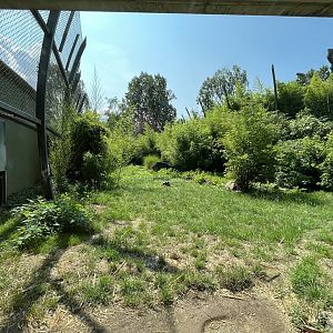 Asia- Sumatran tiger enclosure 13.7.23