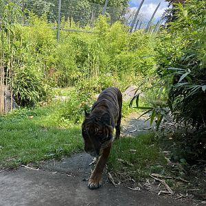 Asia- Sumatran tiger 13.7.23