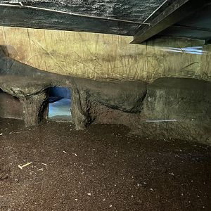 Asia- Sumatran tiger indoors 13.7.23