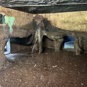 Asia- Sumatran tiger indoors 13.7.23
