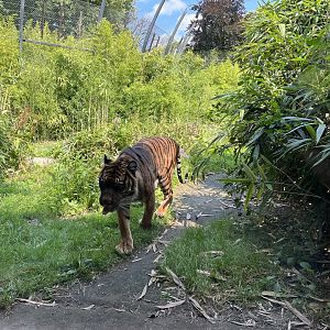 Asia- Sumatran tiger 13.7.23