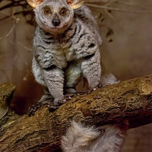 Thick-tailed greater galago (Otolemur crassicaudatus)