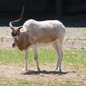 Addax
