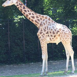 Giraffe