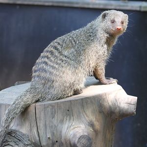 Zebra mongoose