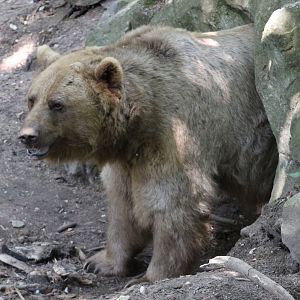 Brown bear