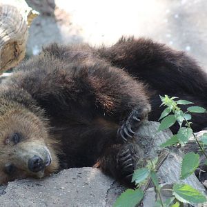 Brown bear