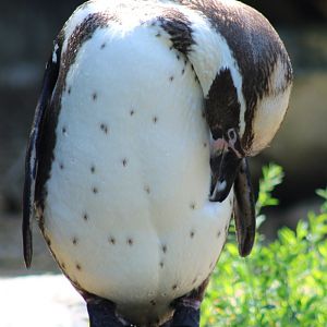 Humboldt penguin