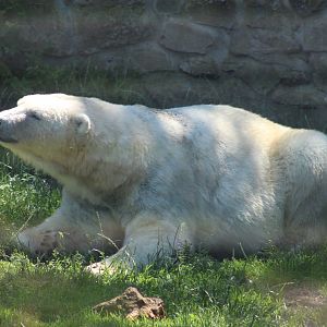 Polar bear