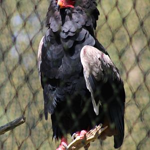Bateleur
