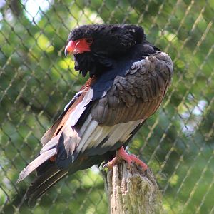 Bateleur