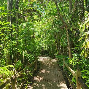 Sarasota Jungle Gardens (2023) - Jungle pathway