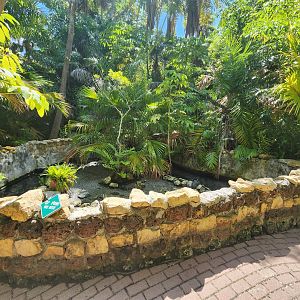 Sarasota Jungle Gardens (2023) - Turtle pond