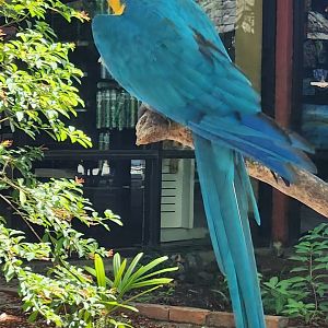 Sarasota Jungle Gardens (2023) - Blue-throated Macaw