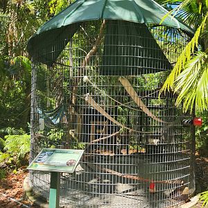 Sarasota Jungle Gardens (2023) - Ringtail Lemur enclosure #1