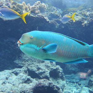 Steephead parrotfish (Chlorurus microrhinos)
