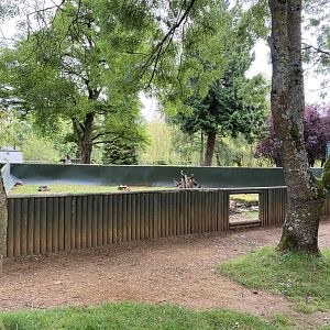 Beale red footed tortoise enclosure