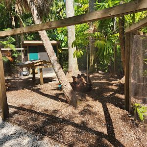 Sarasota Jungle Gardens (2023) - Chinese Muntjac enclosure
