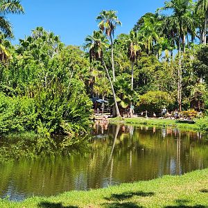 Sarasota Jungle Gardens (2023) - Flamingo pond