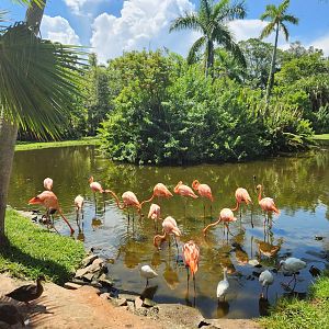 Sarasota Jungle Gardens (2023) - American Flamingoes