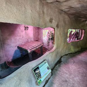 Sarasota Jungle Gardens (2023) - Giant snakes exhibits