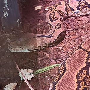 Sarasota Jungle Gardens (2023) - Reticulated Python