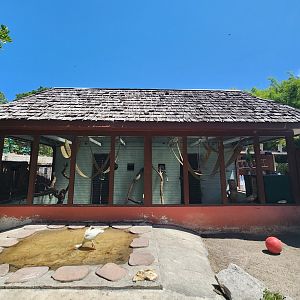 Sarasota Jungle Gardens (2023) - Sulcata Tortoise yard + Ringtail Lemur enclosure #2