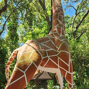 Sarasota Jungle Gardens (2023) - The only Giraffe in Sarasota