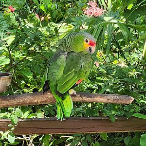 Sarasota Jungle Gardens (2023) - Red-lored Amazon(?)