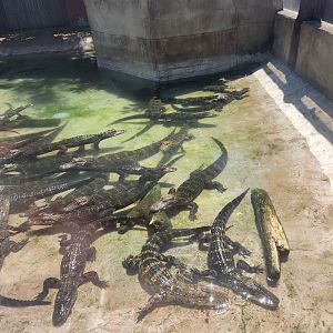 Sarasota Jungle Gardens (2023) - American Alligators