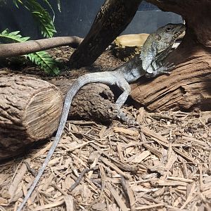 Sarasota Jungle Gardens (2023) - Frilled Lizard