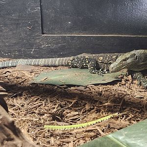 Sarasota Jungle Gardens (2023) - Crocodile Monitor