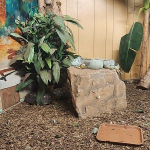 Sarasota Jungle Gardens (2023) - Green Iguana & Red-footed Tortoises
