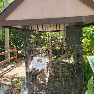 Sarasota Jungle Gardens (2023) - "Under construction"