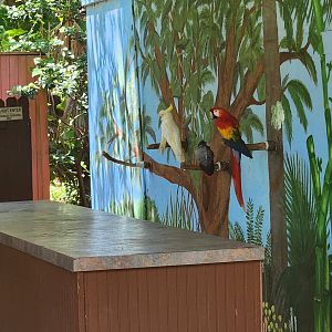 Sarasota Jungle Gardens (2023) - Show birds