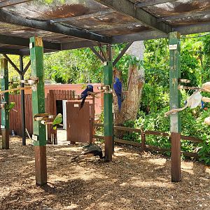 Sarasota Jungle Gardens (2023) - Parrots