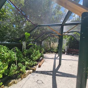 Sarasota Jungle Gardens (2023) - Butterfly house interior
