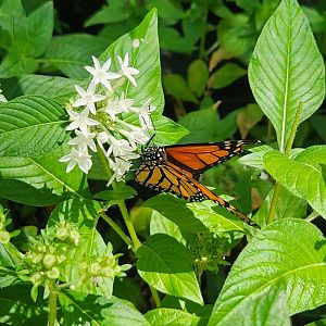 Sarasota Jungle Gardens (2023) - Monarch Butterfly