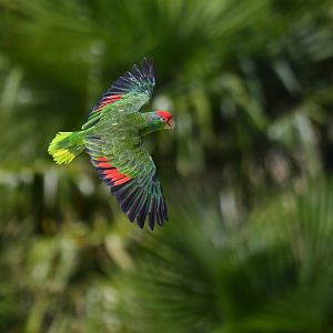 Red-crowned Parrot Amazona viridigenalis