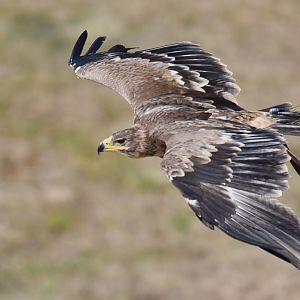 Steppe Eagle Aquila nipalensis