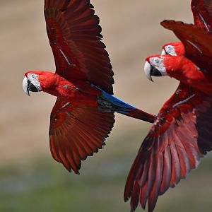 Red macaw Arachloroptera