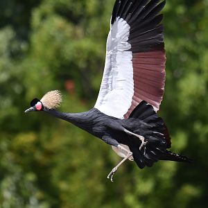 Black Crowned-Crane Balearica pavonina