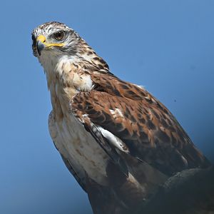Ferruginous Hawk Buteo regalis