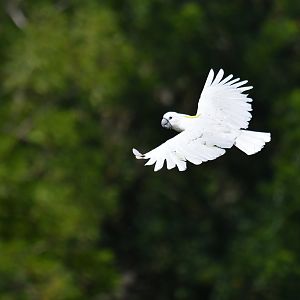 Sulphur-crested Cockatoo Cacatua galerita