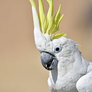 Sulphur-crested Cockatoo Cacatua galerita