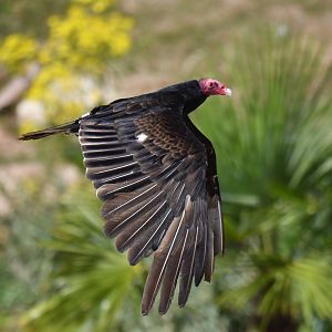 Turkey Vulture Cathartes aura