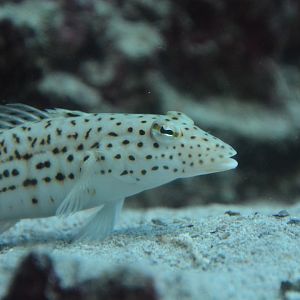 Pacific speckled sandperch (Parapercis pacifica)