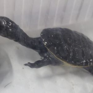 Chelodina rugosa - juvenile